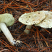 Tricholoma aestuans - Photo (c) noah_siegel, some rights reserved (CC BY-NC-SA), uploaded by noah_siegel