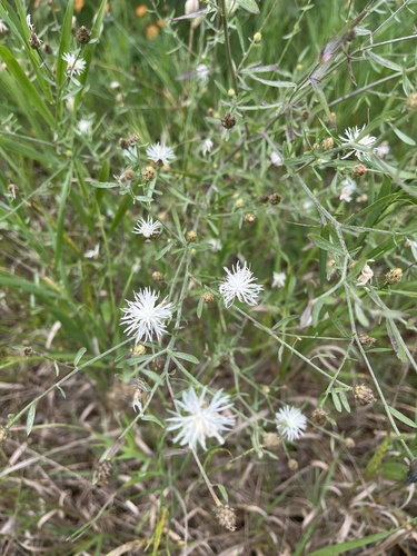 Centaurea X psammogena