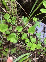Viola palustris