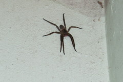 Phoneutria nigriventer