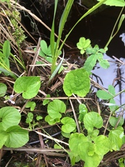 Viola palustris