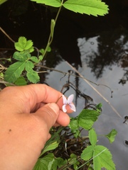 Viola palustris