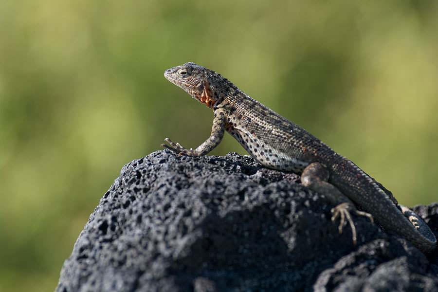 Santiago Lava Lizard