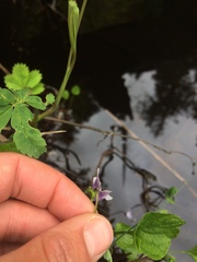 Viola palustris