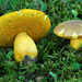 Boletus morrisii - Photo (c) noah_siegel, some rights reserved (CC BY-NC-SA), uploaded by noah_siegel