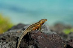 Santiago Lava Lizard photo 2