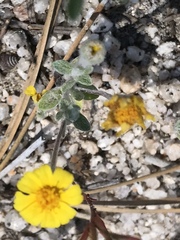 Eriophyllum wallacei