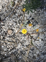 Eriophyllum wallacei