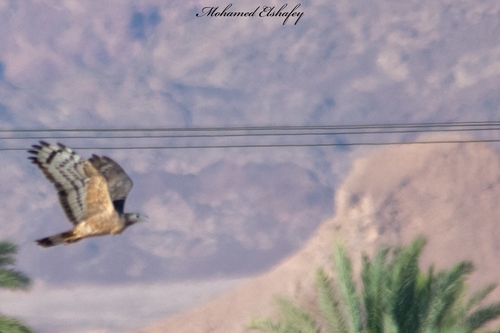 Oriental Honey-buzzard