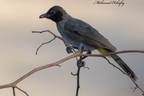 White-spectacled Bulbul