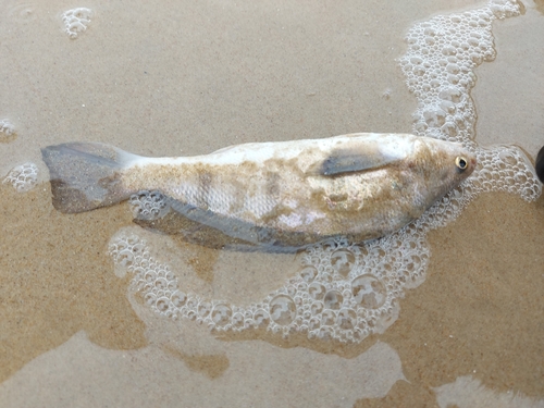 Banded croaker (Paralonchurus brasiliensis) — Sciaenidae — 4