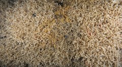 Thalamoporella gothica