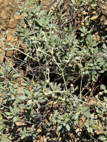 Image of Eriogonum pendulum by (c) Rob Santry, some rights reserved (CC BY)