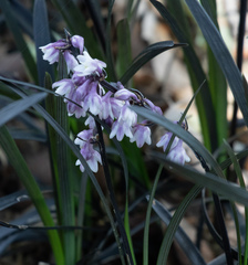 Ophiopogon planiscapus