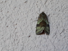 Heliothis adaucta