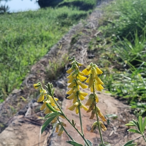 Yellowseed Eriosema