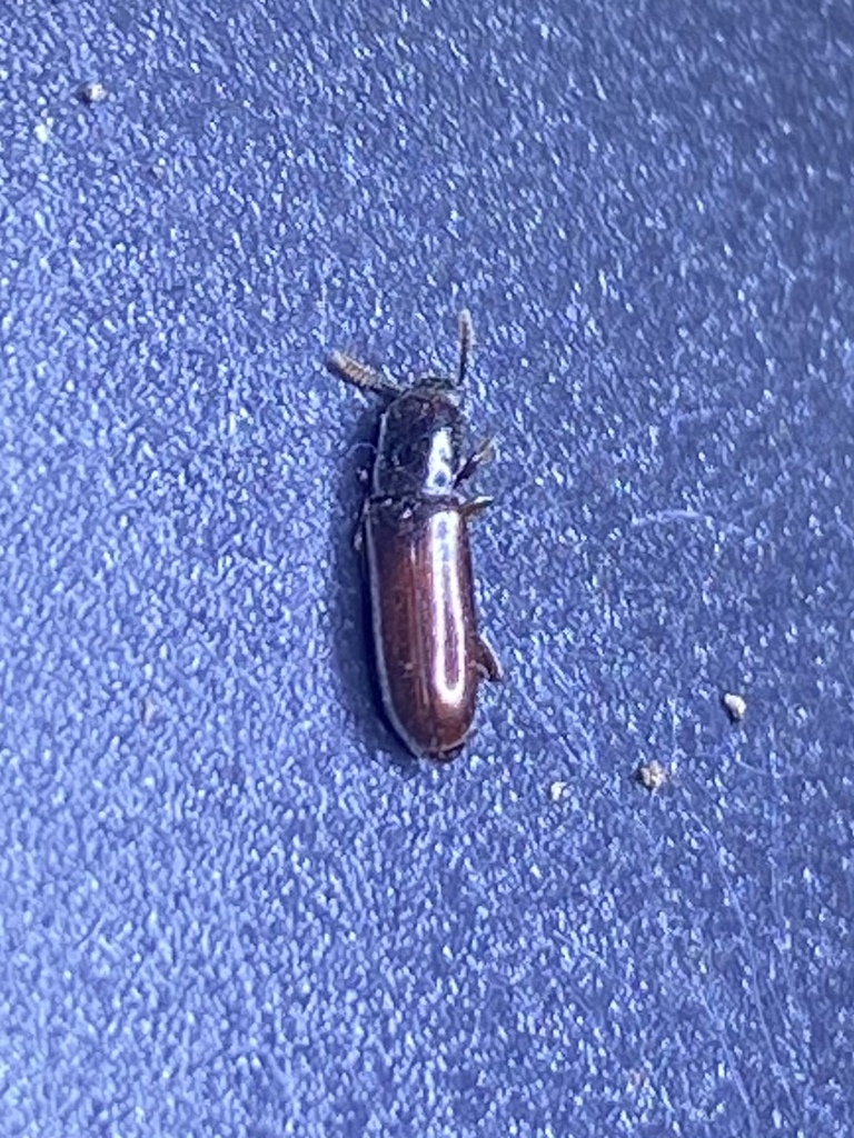 Corticeus linearis