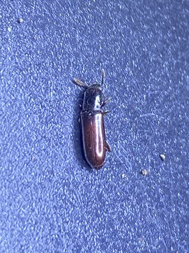 Corticeus linearis