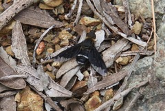 Hemipenthes velutina