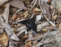 Hemipenthes velutina