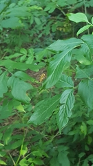 Syrphus knabi