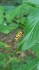 Syrphus knabi