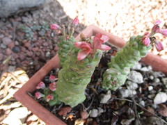 Euphorbia ritchiei