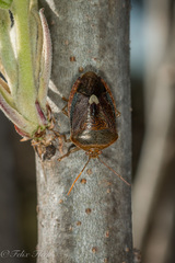 Ascra cordifera