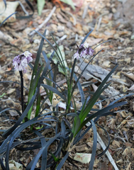 Ophiopogon planiscapus