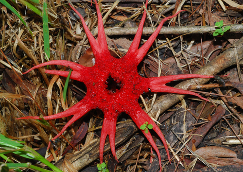 anemone stinkhorn fungus