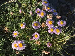 Erigeron pinnatisectus