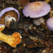 Cortinarius traganus - Photo (c) noah_siegel,  זכויות יוצרים חלקיות (CC BY-NC-SA), הועלה על ידי noah_siegel