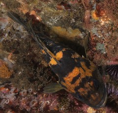 Sebastes chrysomelas