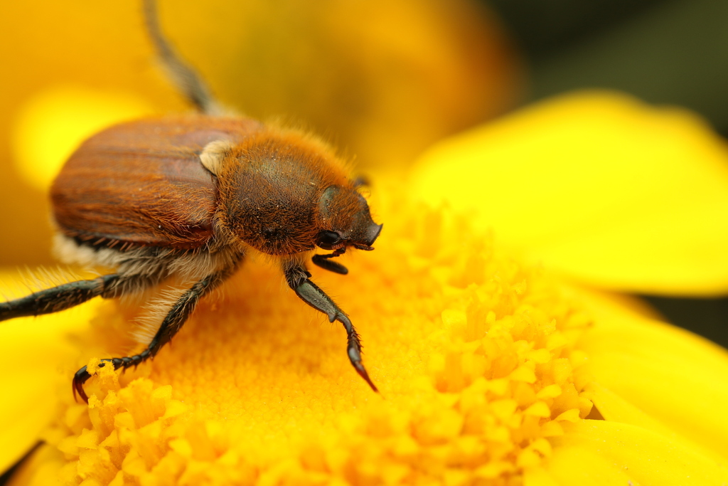 Brancoplia