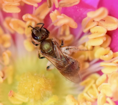Hairy Sweat Bee photo 6