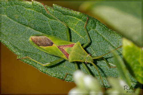 Savius diagonalis