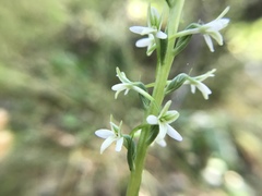 Platanthera elegans elegans