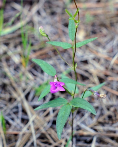 Pinos Altos Mountain bean (Phaseolus parvulus)
