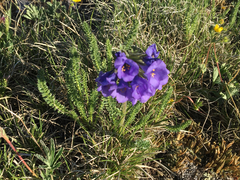 Polemonium viscosum
