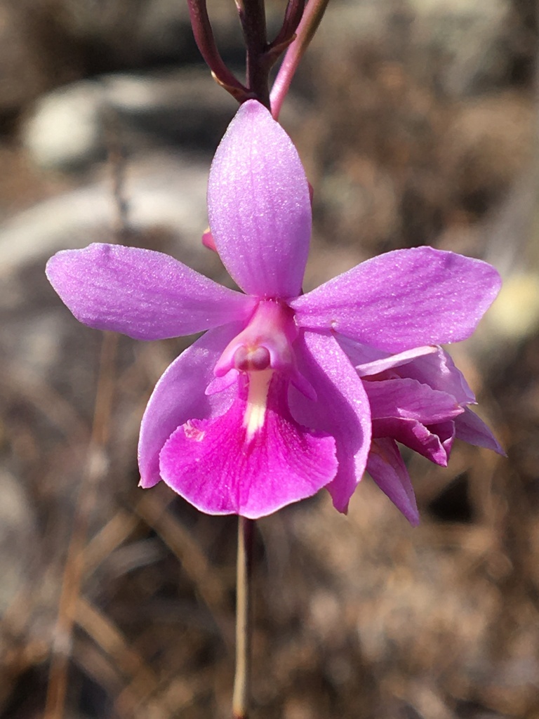 Pseudolaelia cipoensis