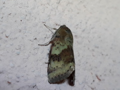 Heliothis adaucta