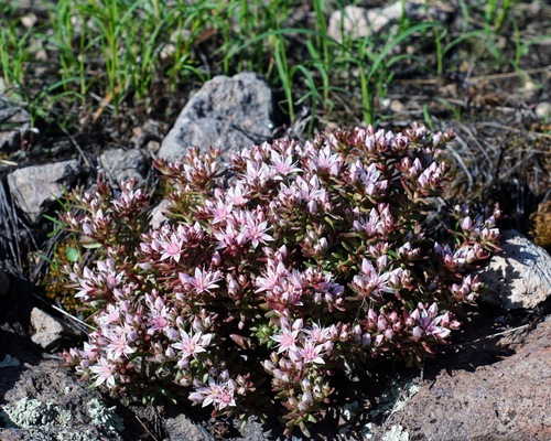 Huachuca mountain stonecrop