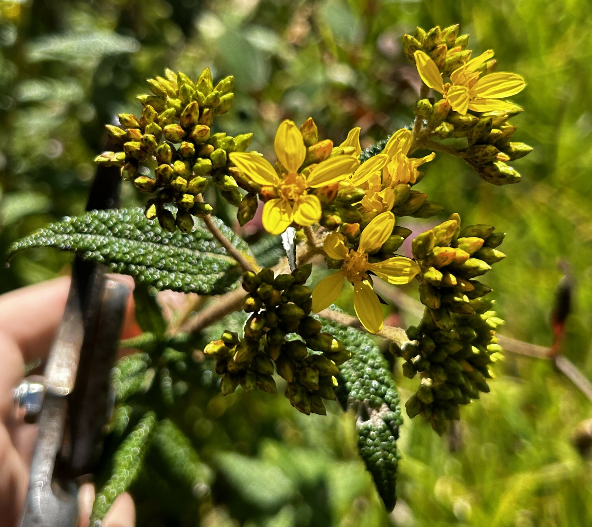 Cacosmia rugosa image