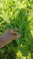 Rumex altissimus
