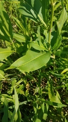 Rumex altissimus