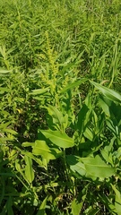 Rumex altissimus