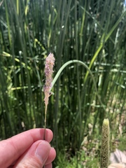 Alopecurus geniculatus