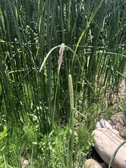 Alopecurus geniculatus