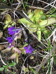 Pinguicula