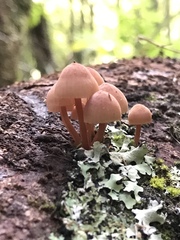 Mycena parsonsii